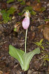 Pink lady's slipper <BR>Moccasin flower